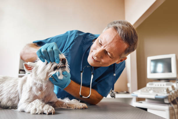 Best Emergency Denture Repair in Kathleen, FL
